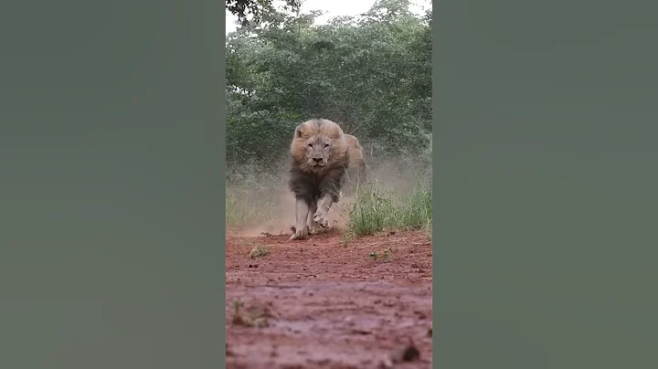 LIONS- Terrifying, Majestic Kings of the Jungle! - DayDayNews