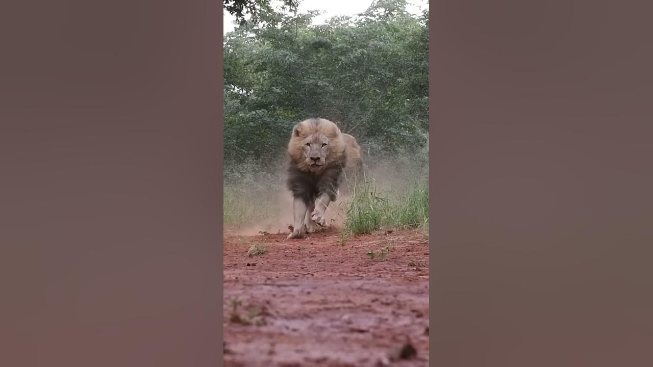LIONS- Terrifying, Majestic Kings of the Jungle!