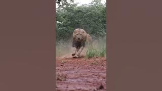 LIONS- Terrifying, Majestic Kings of the Jungle!
