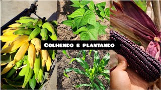 PLANTIO depois da chuva//COLHEITA DE BANANA da terra e  MILHO  ROXO + abrindo recebidos