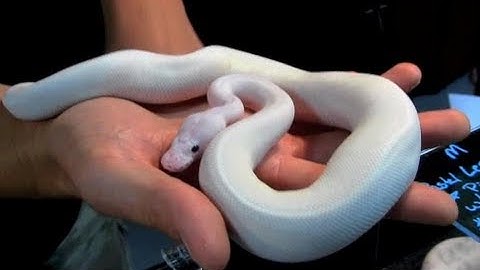Lucy & Lesser Pied Ball Pythons!