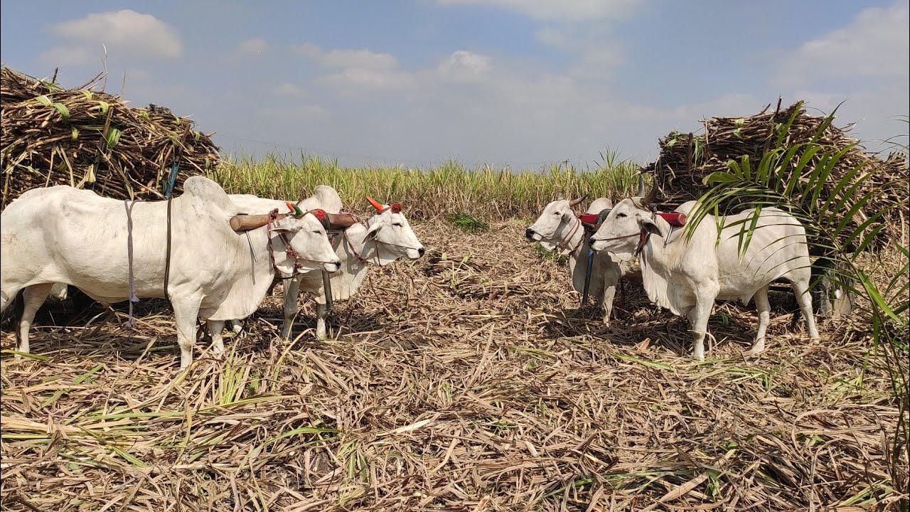Bullockcart stunt videos | Bullo ploughing video | cow videos | Bullockcart heavy load paddy field
