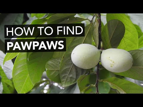 Video: Is Pawpaws Hertenbestand: Leer oor Pawpaw-bome en takbokke