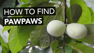 How To Find Pawpaws In The Wild