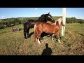 Stallion Percheron Pharaoh/Жеребець на ПАРОВКУ/Коні Ваговози/horses in Ukraine