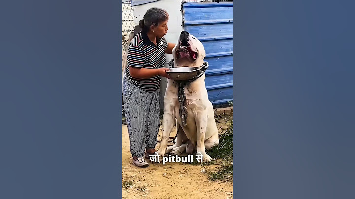 Can Pitbull Face Alabai Breed💪.