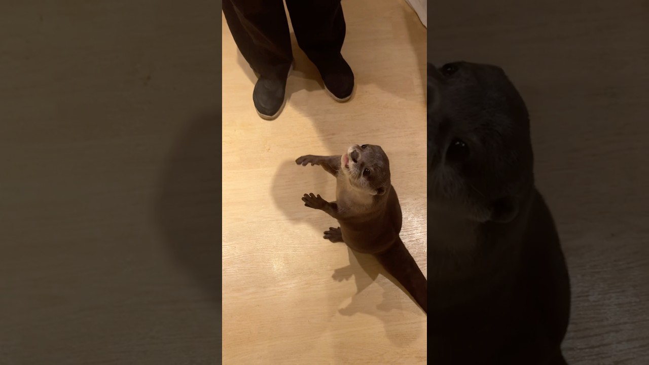 Otter Oage's Tricks Training 