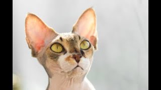 Science Reveals Which Cat Lives the Longest! #CatLifeExpectancy #BeyondNineLives #BreedSecrets