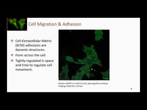 Video: Ero Solujen Migraation Ja Invaasion Välillä