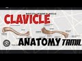CLAVICLE  anatomy  3d in tamil