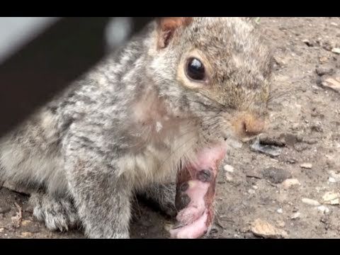 MUTANT SQUIRREL ATTACKS!