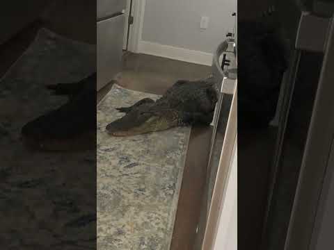 Massive alligator overstays welcome in woman's kitchen #Shorts