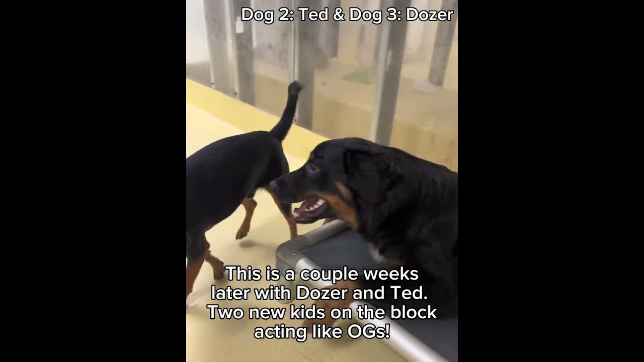 Behavioral Assessment