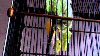 Kenari mantap isian cililin