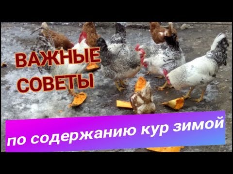 🐓🐓ВАЖНЫЕ СОВЕТЫ ПО СОДЕРЖАНИЮ КУР ЗИМОЙ. Keeping chickens in winter