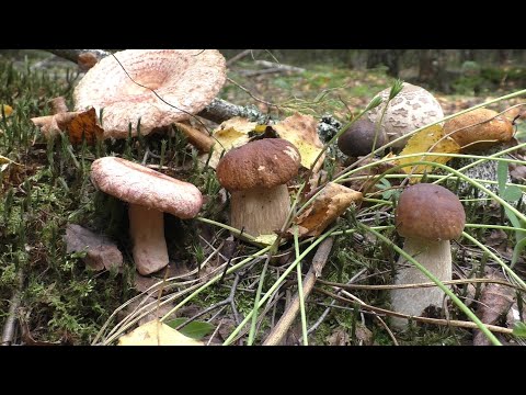 «Нашел СВОЮ поляну грибов за 20 минут от дома! 🍄 Грибное АССОРТИ удивило»