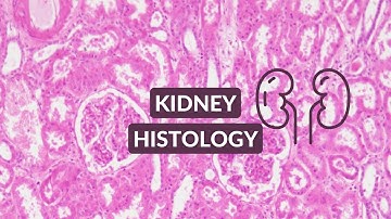 Kidney Histology Video Made Easy | Kidney Under the Microscope
