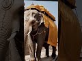 #trending #history #shortsfeed #shortfeed #shorts #youtubeshorts #youtube #shortsfeed