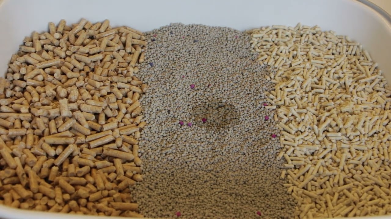 3 Types of Cat Litter – Find the Perfect Fit for Your Cat! 🐱