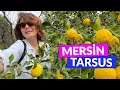 Mersn  tarsus  enay akkurtla hayat bana gzel