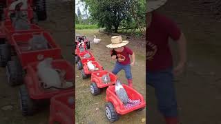 Watching The Kid Transport His Animals #shorts #shortvideo  #viral #animals #kids #trending