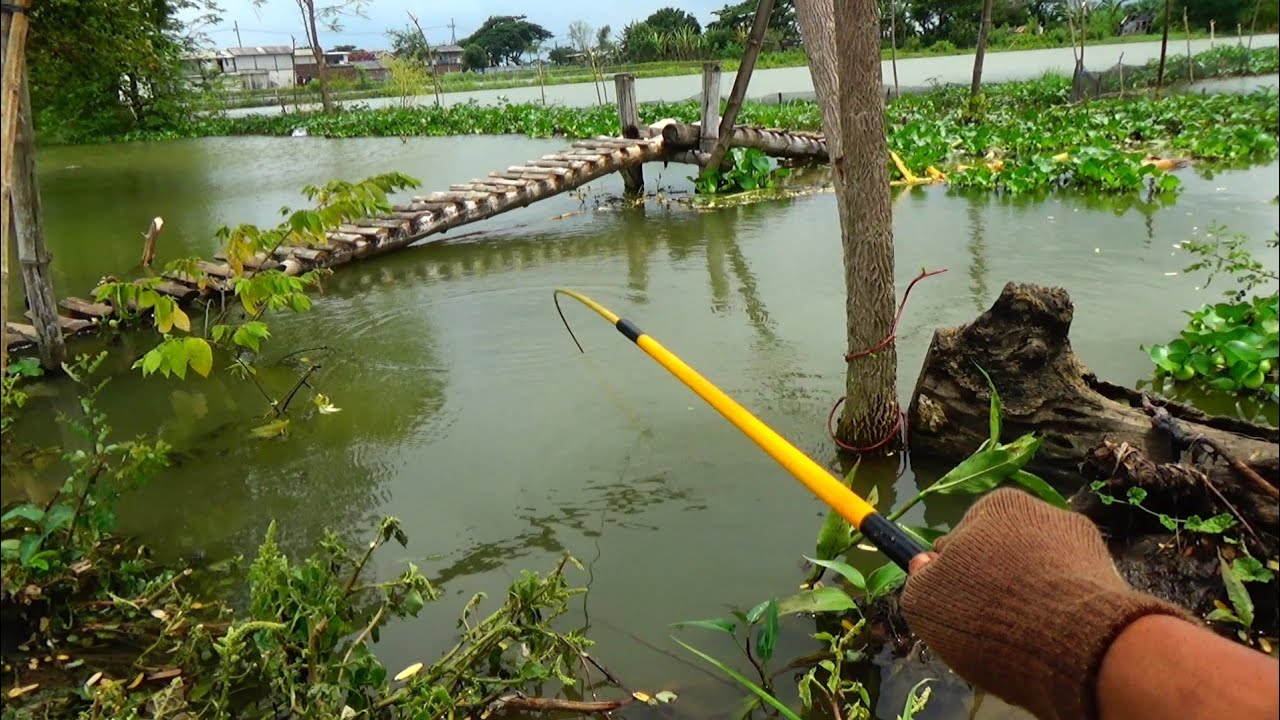 Mancing banyak ikan mas besar seperti ini saya mancing jadi betah dan puas sekali mancing disini
