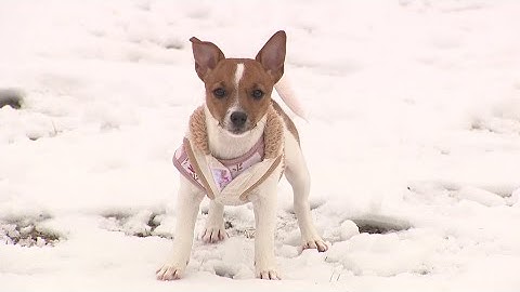 Microchip company closes, what it means for pet owners