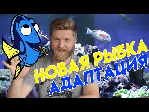 хепатус | рыбка дори в аквариуме | голубой хирург рыба | красивая аквариумная рыбка