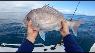 Pink snapper and squid were on in Geographe Bay Squid vid 23