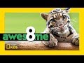 Wildest Cats in the World | Awesome 8