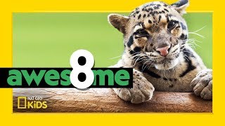 Wildest Cats in the World | Awesome 8