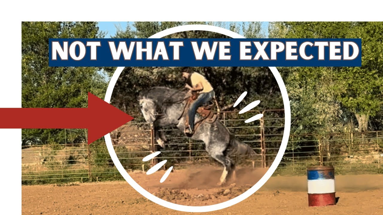 Is He Rideable? Rescue Horse Goes To The Trainer - YouTube