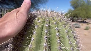 🌵Saguaro of the Day🌵: 'SANDY BERKSHIRE LOL' 😂🌷 in the Esperanza Boulevard Median 🚙 #saguaro #cactus