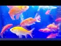 part 2 🇦🇪Quality Seafood fresh Fish Market Dubai#dubai #youtube ##vlog #subscribe #trending #