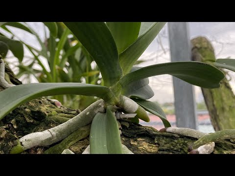 Video Hướng Dẫn Làm Ra RỄ To Và Nhanh | Humic 322 | Npk... - youtube