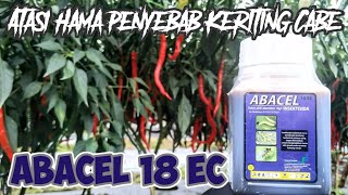 Abacel Basmi Kutu Daun, Thrips dan Tungau | Alternatif Demolish dan Agrimec Atasi Keriting pada Cabe