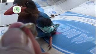 Suara Burung Cekakak / Cakahkeh