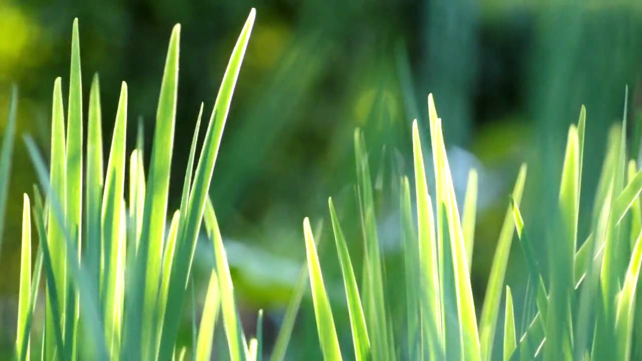 birds and plants