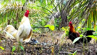 MEMIKAT AYAM HUTAN DI PERKEBUNAN KELAPA SAWIT