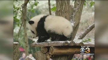 Giant Pandas Playing In The Snow In China