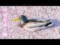 哲学の道の花筏を泳ぐ鴨🦆🌸