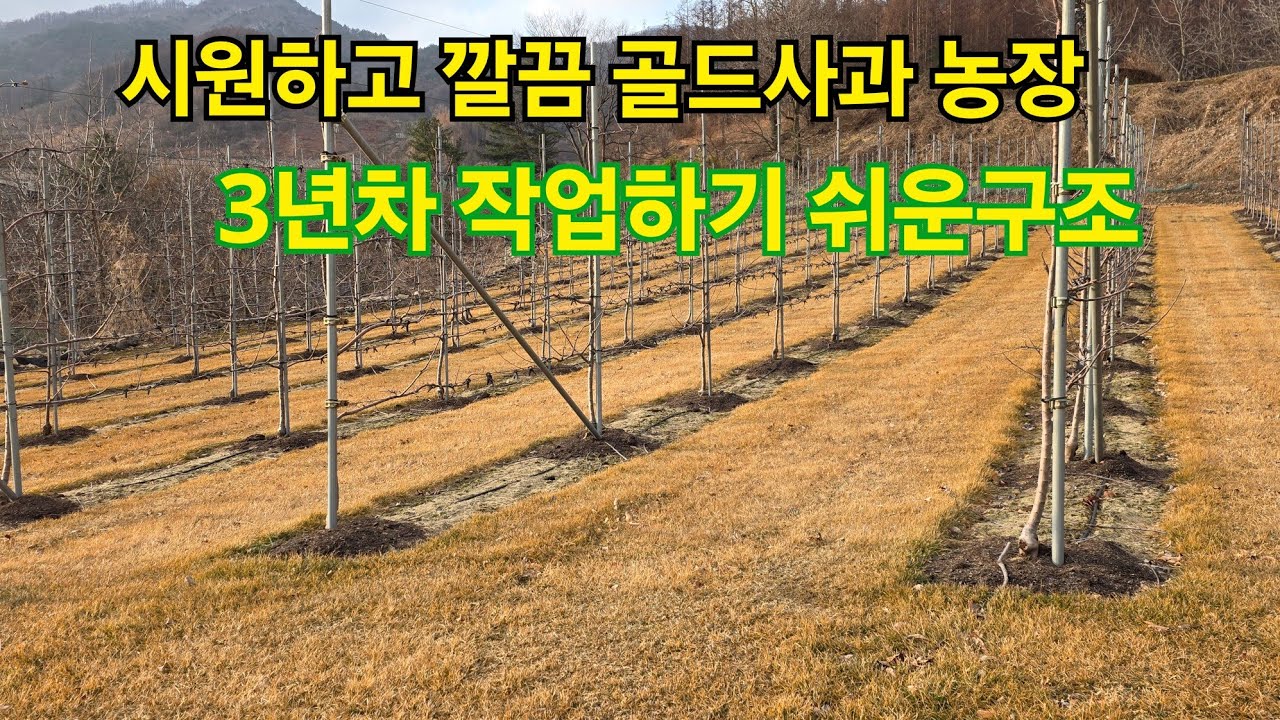 팔메트 사과농사 시나노골드 사과농장 시나노골드 사과 농사 잘되는이유 사과 농장 관리 방법