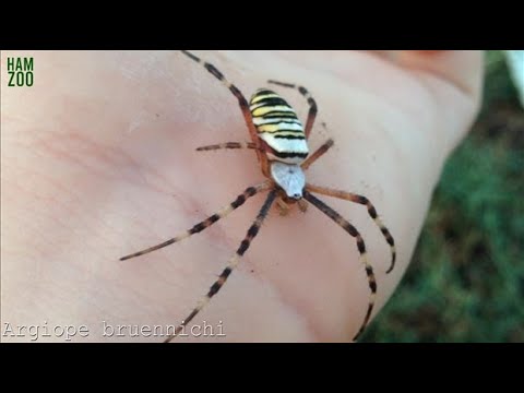 Argiope bruennichi - Argiope Lobata / İnceleme