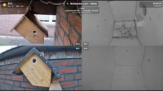 Livecam Nistkasten Meisen Cam Heide DE | Birdbox Bluetit Greattit Heide  Germany | Day 02.05.2026