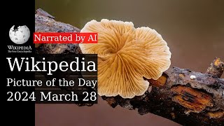 Wikipedia Picture of the Day: 2024-03-28 - Crepidotus (Narrated by Joanna)