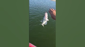 47 feet deep crappie! What’s your deepest? #follow #crappiefishing #shorts