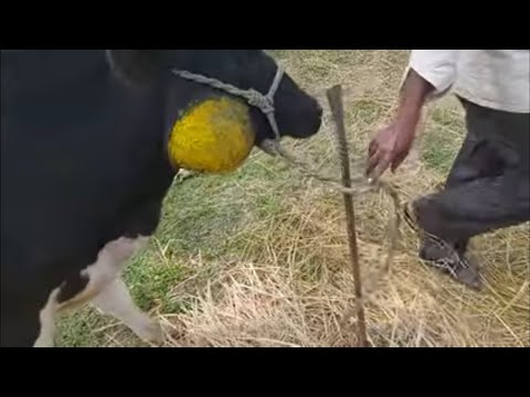 Video: In The Ryazan Region, An Unknown Animal Gnaws Off The Udders Of Cows - Alternative View