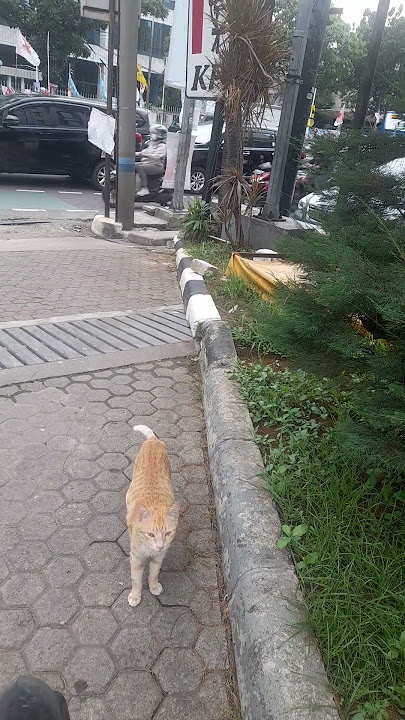 KUCING MELANKOLIS #cat #kucing #cutecat #meow #catvideo #viralcat #pets #funnycat #catlover