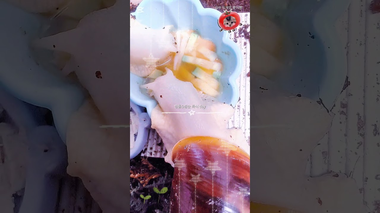 달팽이 핑순&핑돌 특식데이#달집사#달팽이#브이로그