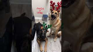 Merry Christmas Eve gsd christmas elf santa